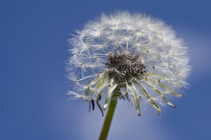 3-piece-canvas-print-the-dandelion-in-xxl