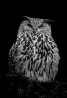 aluminium-print-eagle-owl