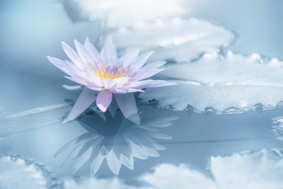 poster-print-reflection-xbu