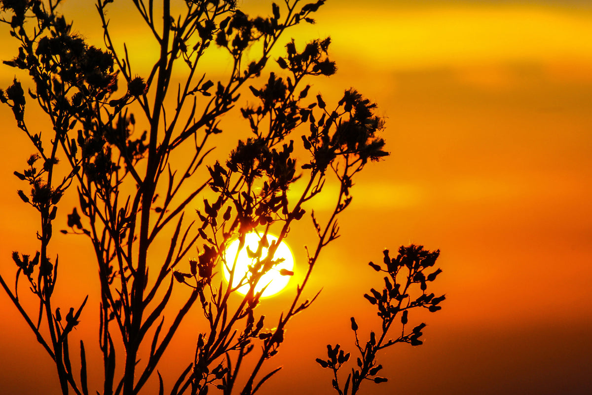 aluminium-print-a-shrub-in-the-sunset