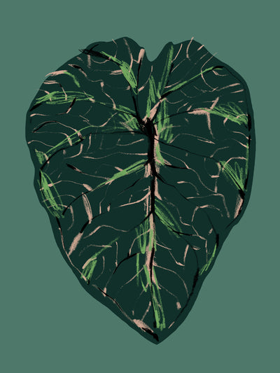 poster-print-alocasia-melo-dark