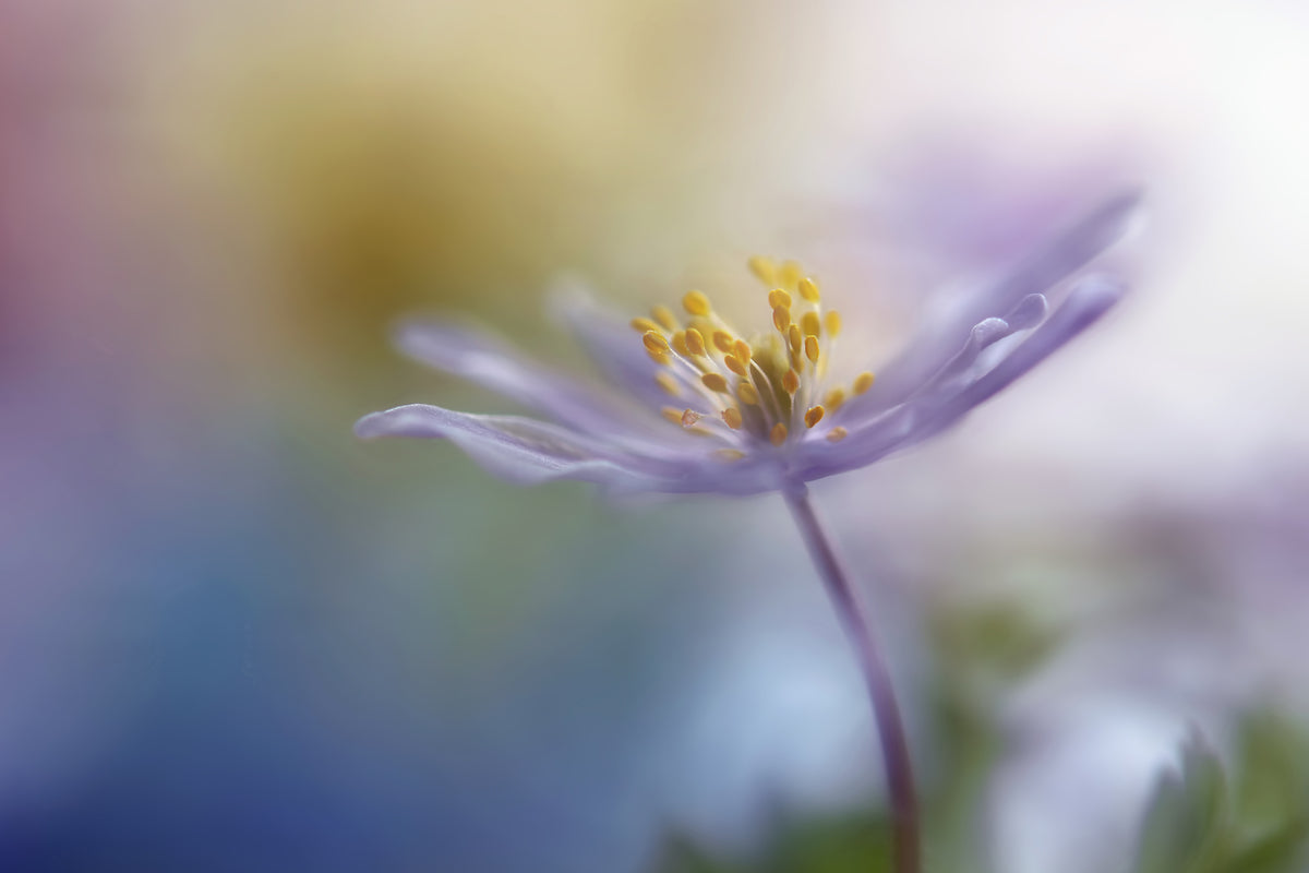 framedposter-print-springtime-watercolor