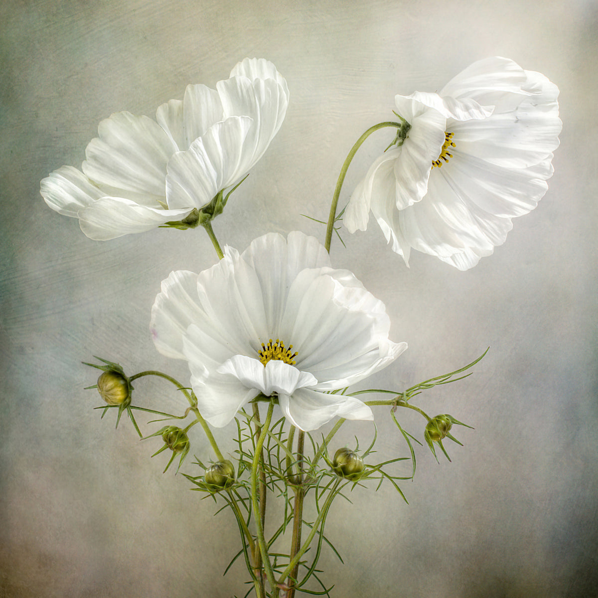 9-piece-acrylic-print-cosmos-charm