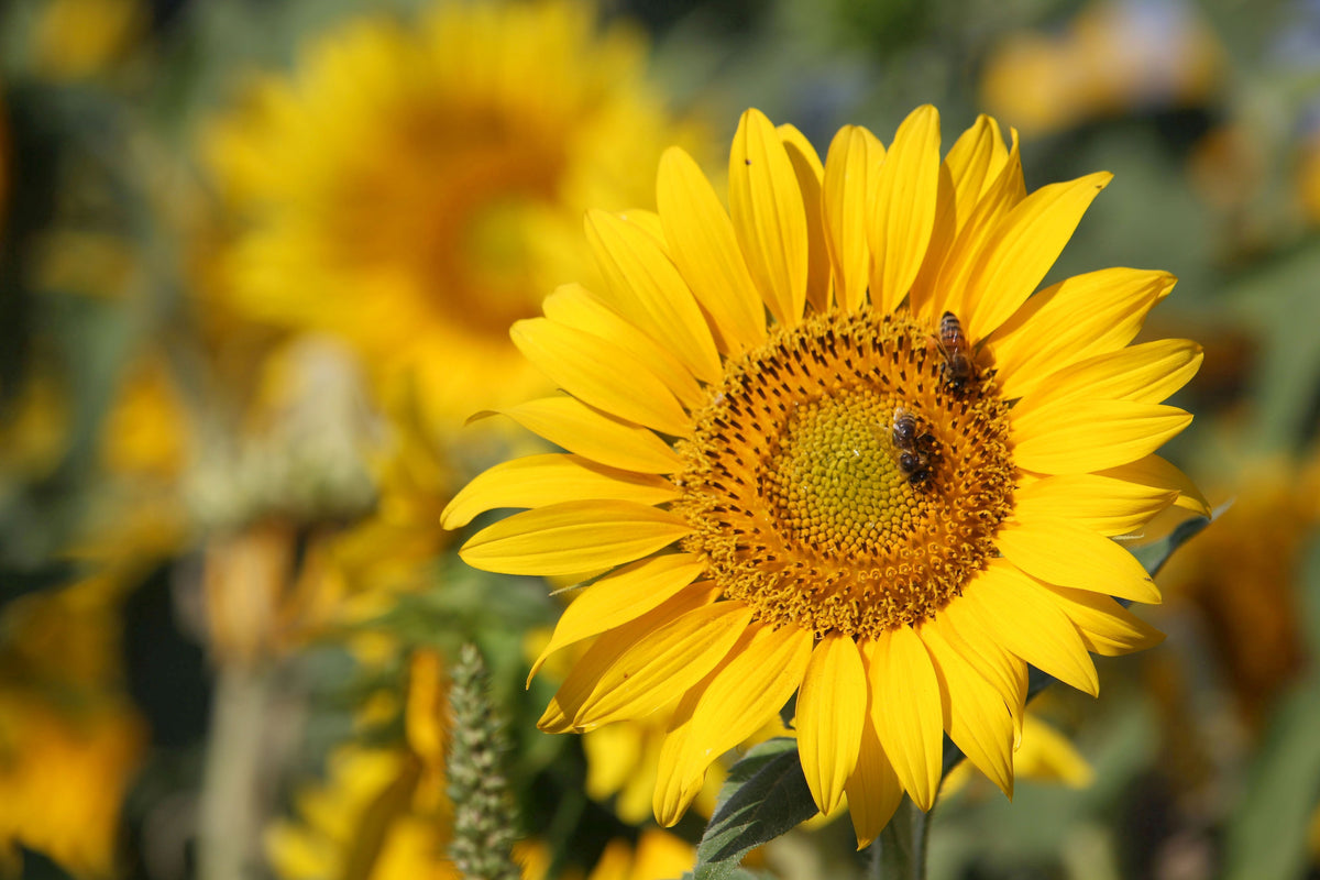 3-piece-canvas-print-bees-at-work