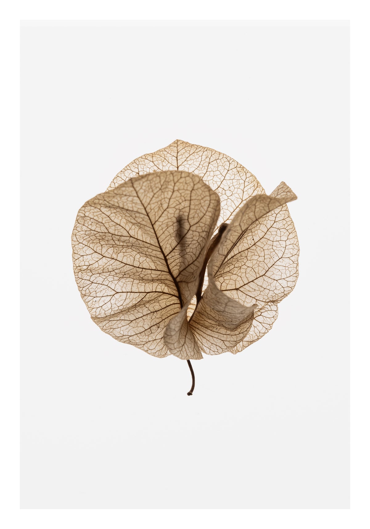 aluminium-print-whispering-veins
