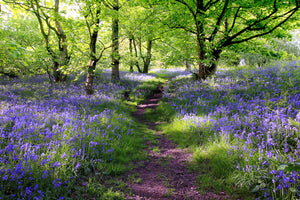 3-piece-canvas-print-blue-bells-forest
