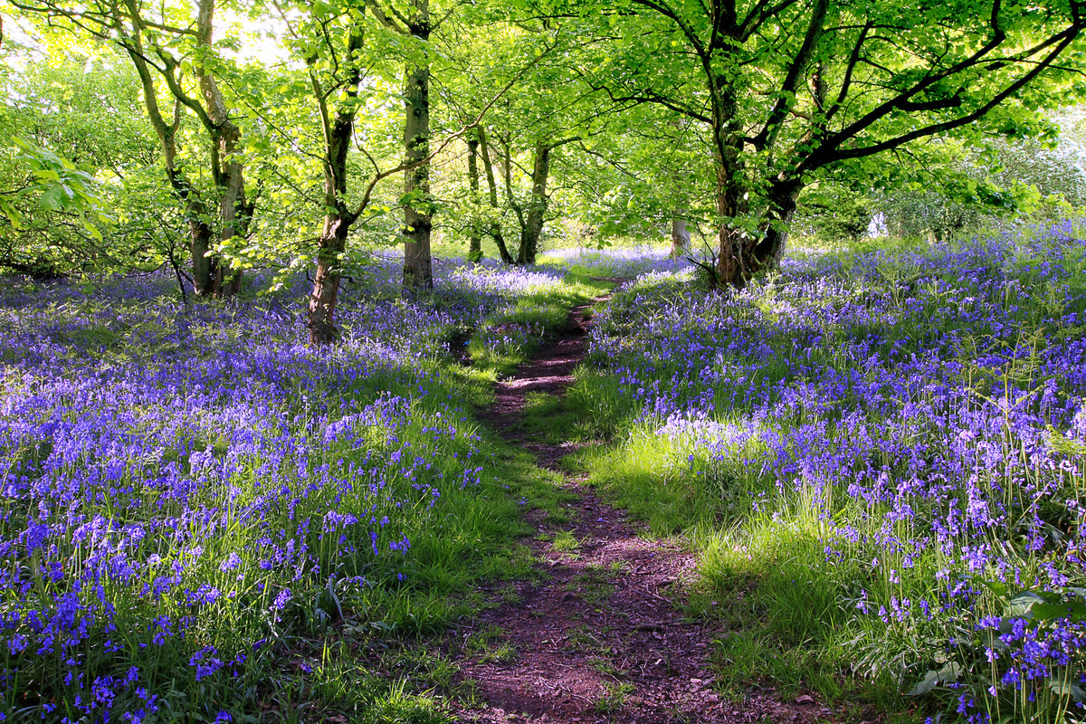 3-piece-canvas-print-blue-bells-forest