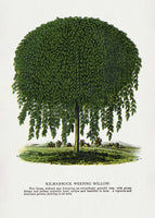 framedposter-print-kilmarnock-weeping-willow-tree-lithograph