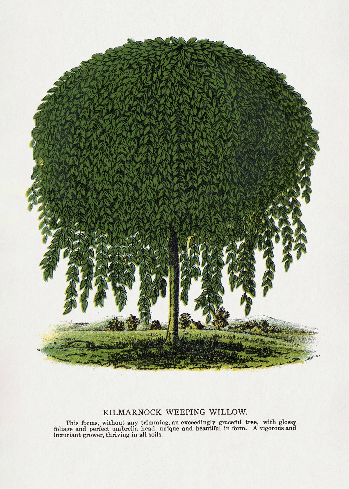 framedposter-print-kilmarnock-weeping-willow-tree-lithograph