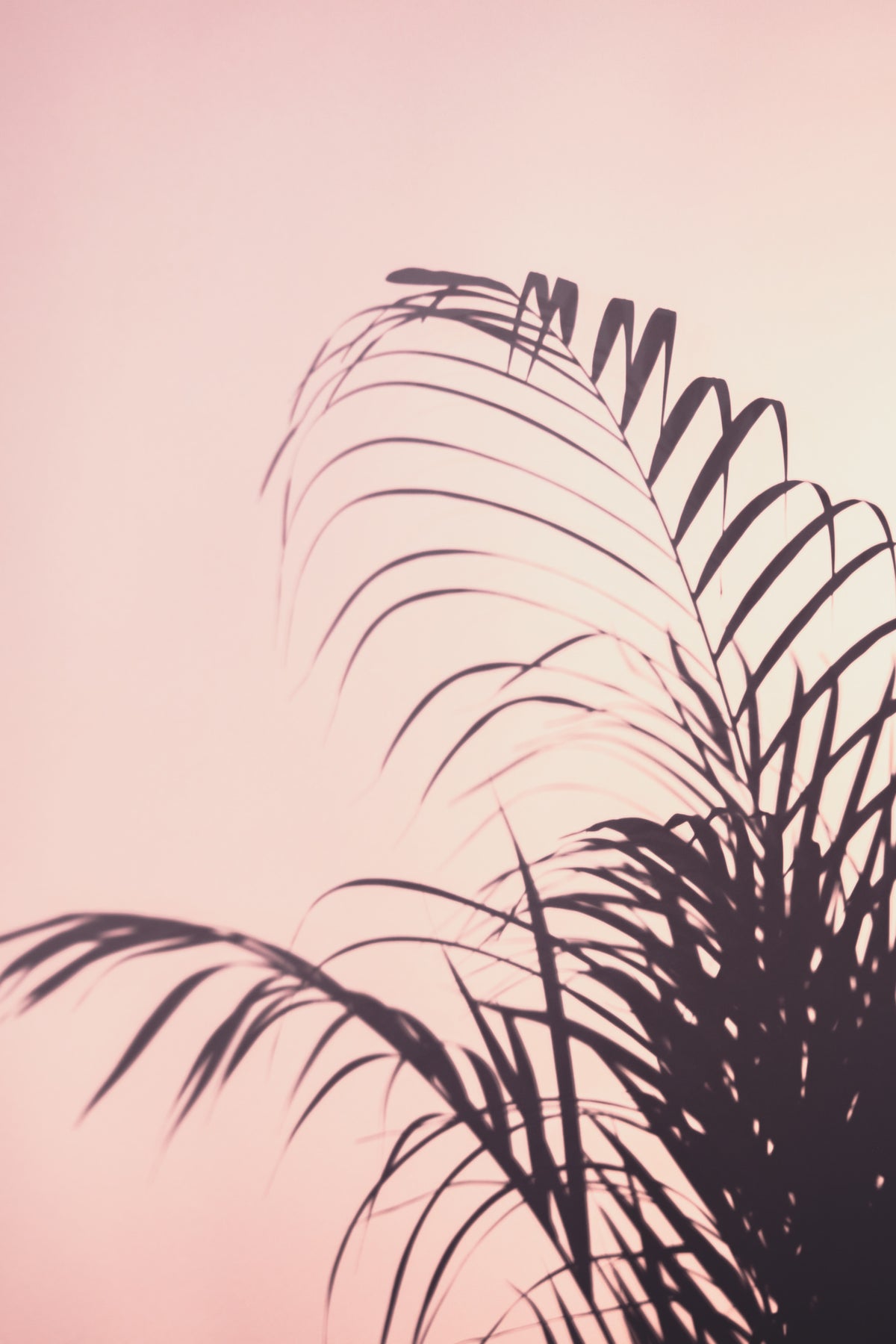 acrylic-print-palm-leaves-1