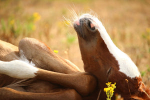 3-piece-acrylic-print-the-sleeping-horse