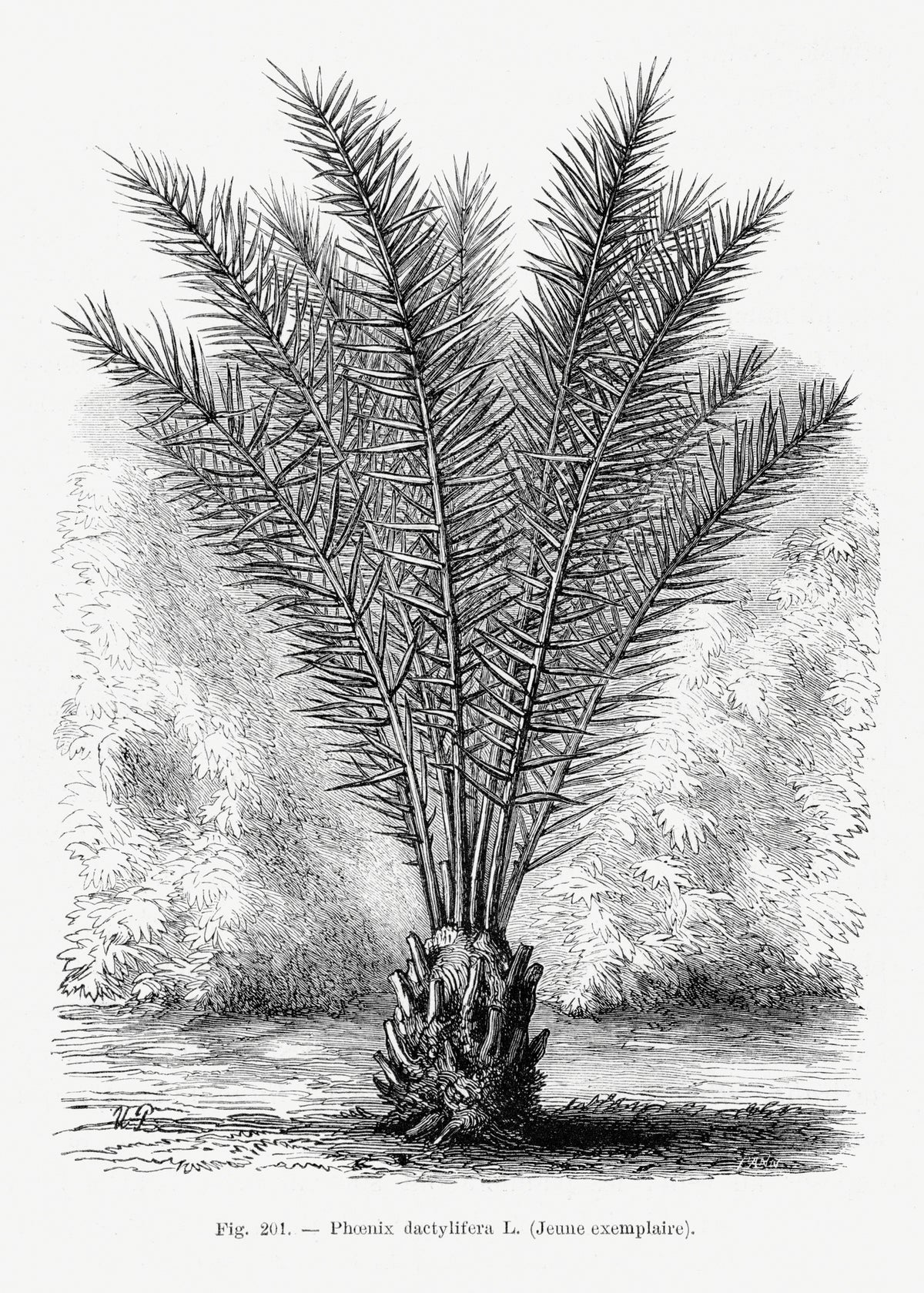 canvas-print-vintage-palm-tree-drawing-xiii