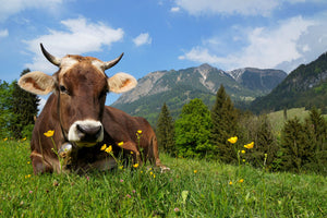 modern-3-piece-aluminium-print-cow-lying-in-grass-on-alpine-pasture-bavaria