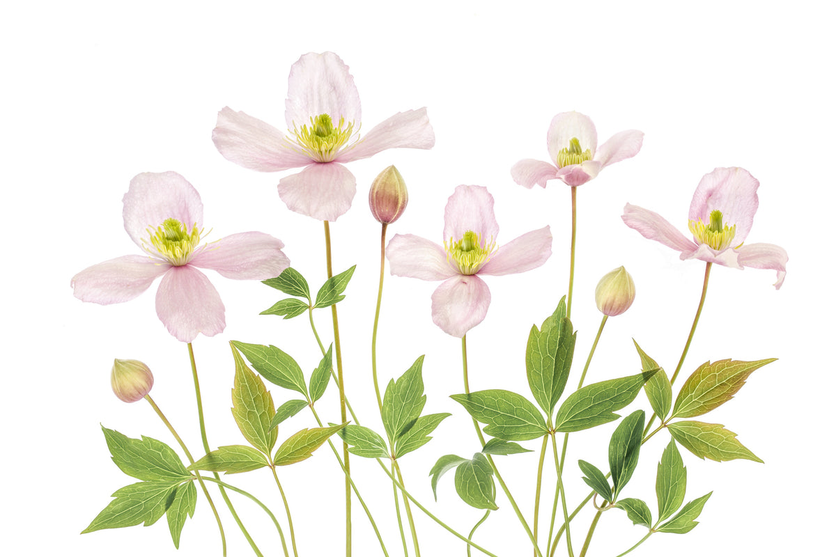 acrylic-print-clematis