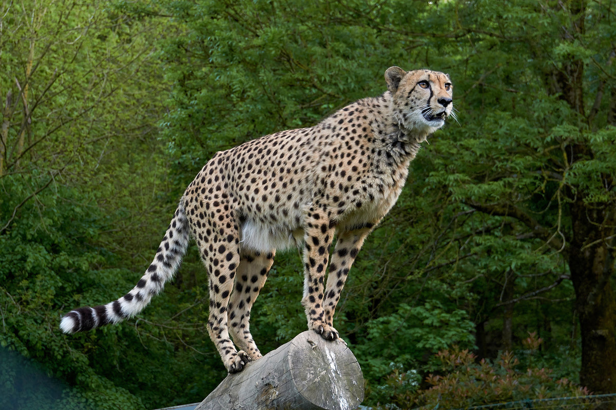 aluminium-print-cheetah-on-the-go
