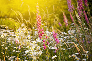 poster-print-summer-flower-meadow