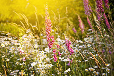 poster-print-summer-flower-meadow