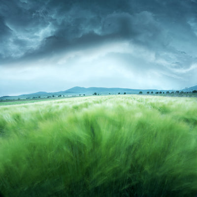poster-print-barley-field