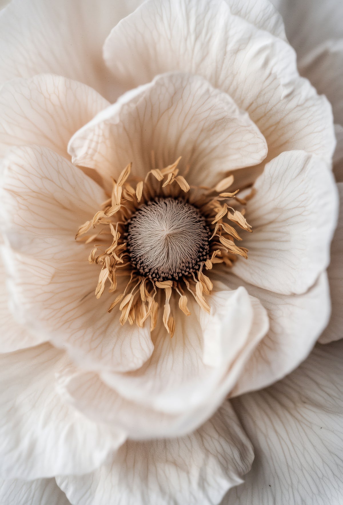canvas-print-soft-petal-dreams
