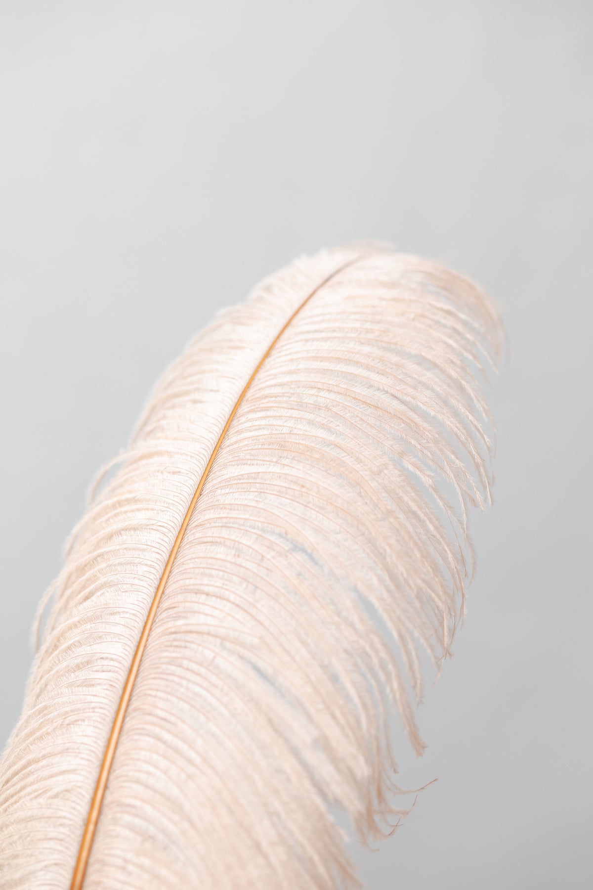 canvas-print-feather-1