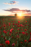 canvas-print-poppy-fields-of-sweden