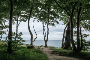 canvas-print-forest-at-the-sea-2