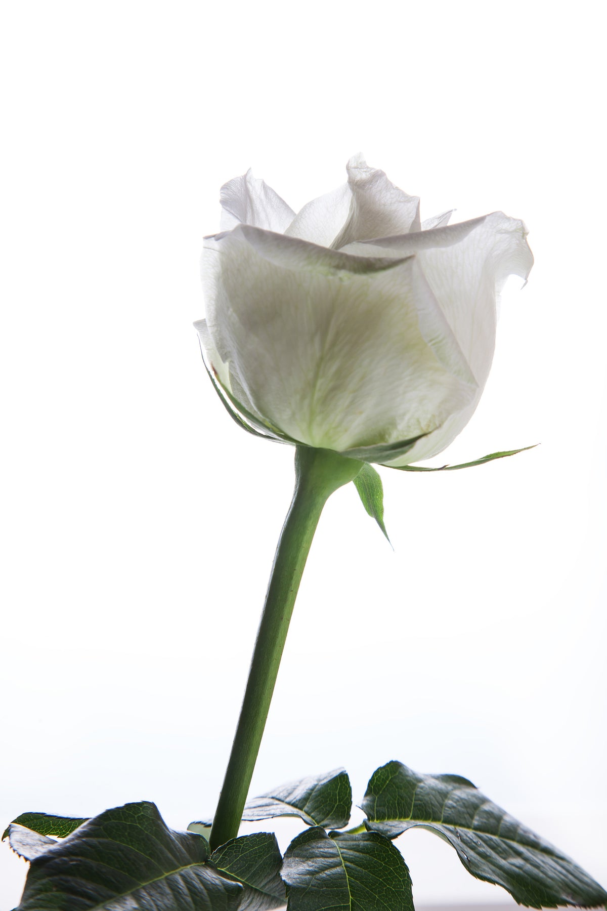 aluminium-print-on-behalf-of-the-rose