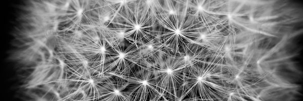 panoramic-canvas-print-dandelion-in-xxl-panorama