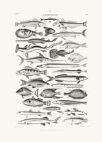 framedcanvas-print-sealife-i