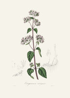 acrylic-print-oregano-origanum-vulgare-medical-botany