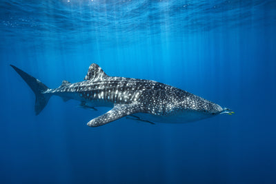 poster-print-whale-shark-in-the-blue-x
