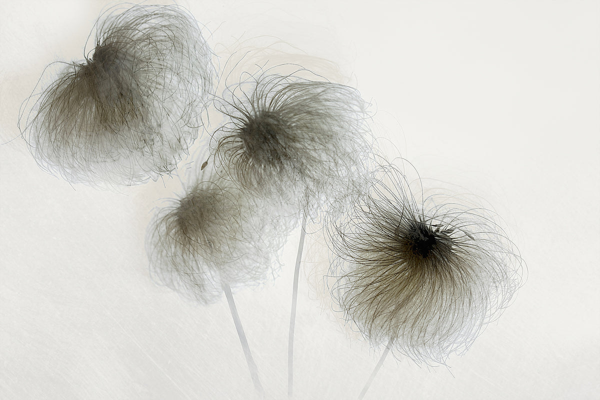 3-piece-acrylic-print-clematis-2