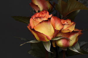 3-piece-canvas-print-roses-of-the-romance