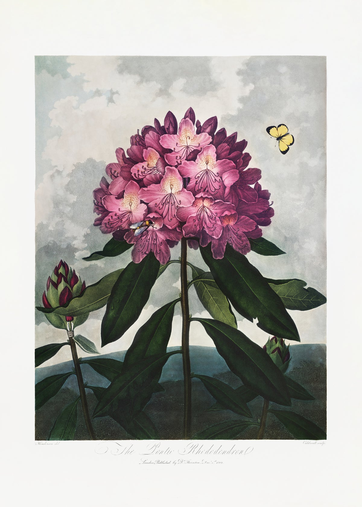 framedcanvas-print-the-pontic-rhododendron-from-the-temple-of-flora-1807