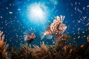 canvas-print-lionfish-ii