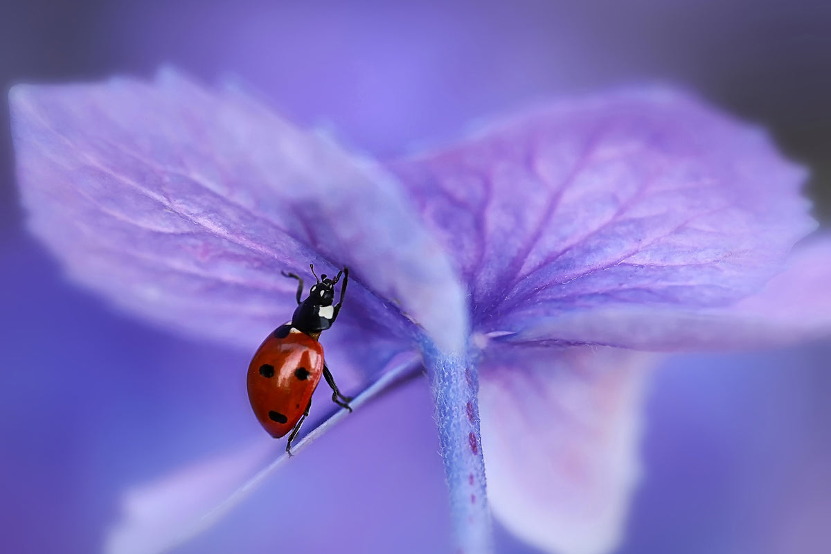 framedcanvas-print-ladybird-on-purple-hydrangea