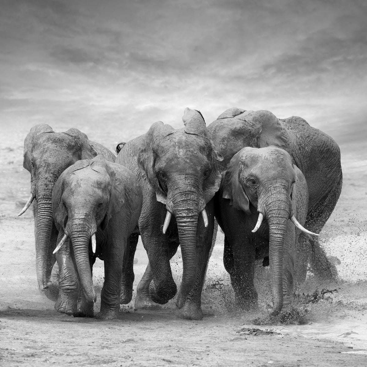 aluminium-print-the-elephants