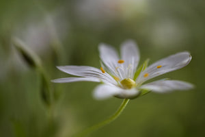 modern-3-piece-canvas-print-stitchwort-2