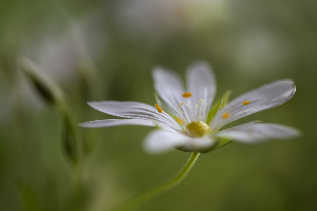 modern-3-piece-canvas-print-stitchwort-2
