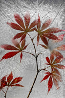 aluminium-print-red-maple-x