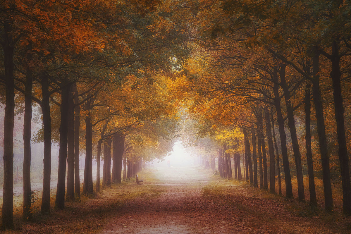 framedcanvas-print-foggy-autumn-dream-x