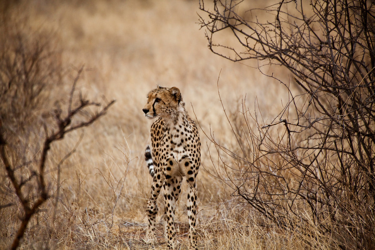 aluminium-print-elegant-cheetah