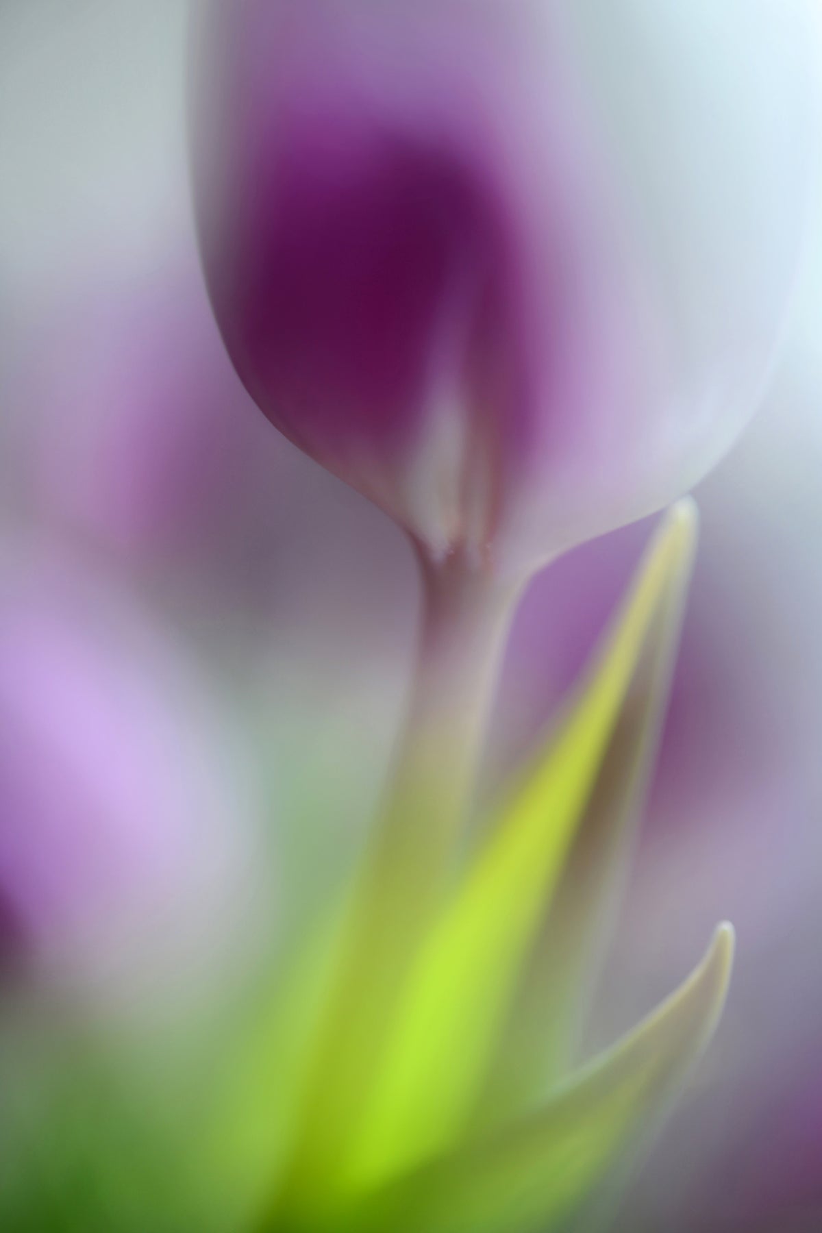 framedposter-print-soft-secrets