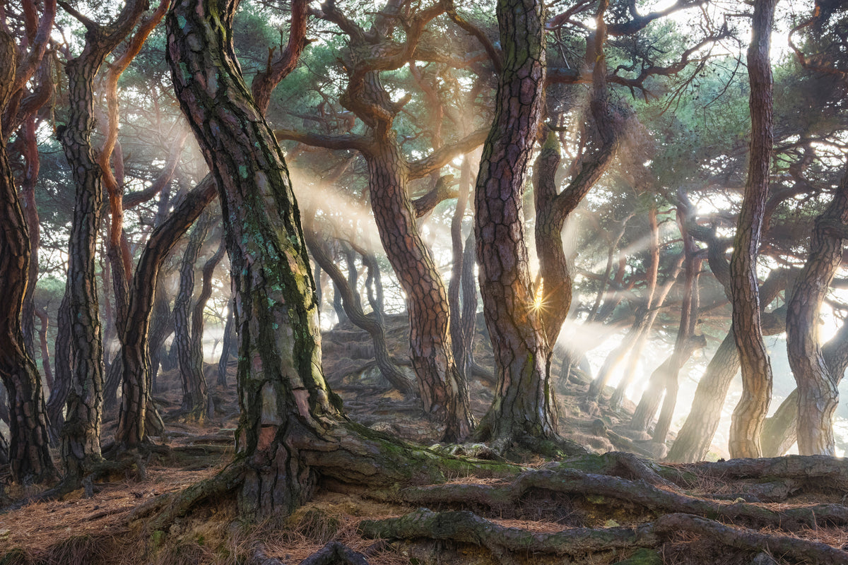 aluminium-print-sacred-pine-trees-x