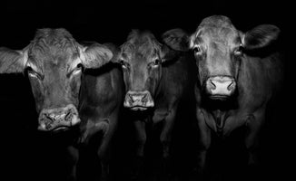 acrylic-print-kuh-pa0l7