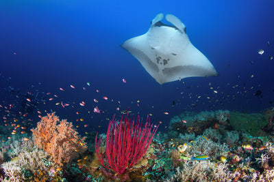poster-print-ocean-manta-ray-on-the-reef-x