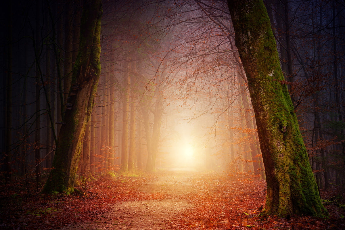 modern-3-piece-aluminium-print-autumn-in-the-woods