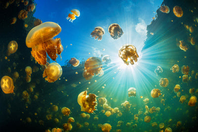 poster-print-sunlight-and-jellyfish-x