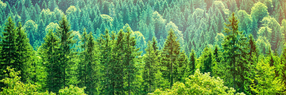 panoramic-canvas-print-the-forest-hill-panorama