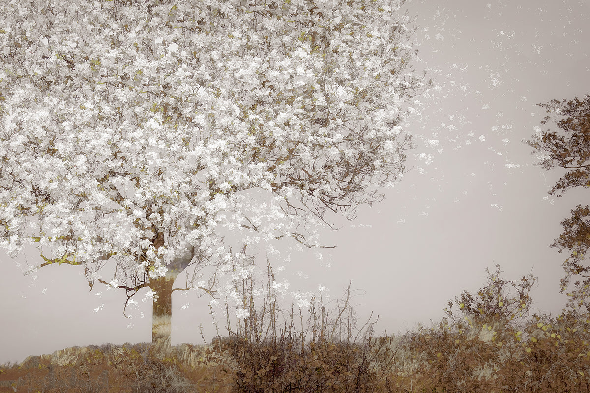 aluminium-print-fruit-tree